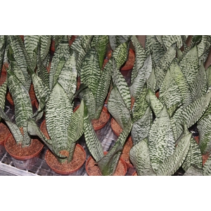 SANSEVIERIA FORMOSA P11