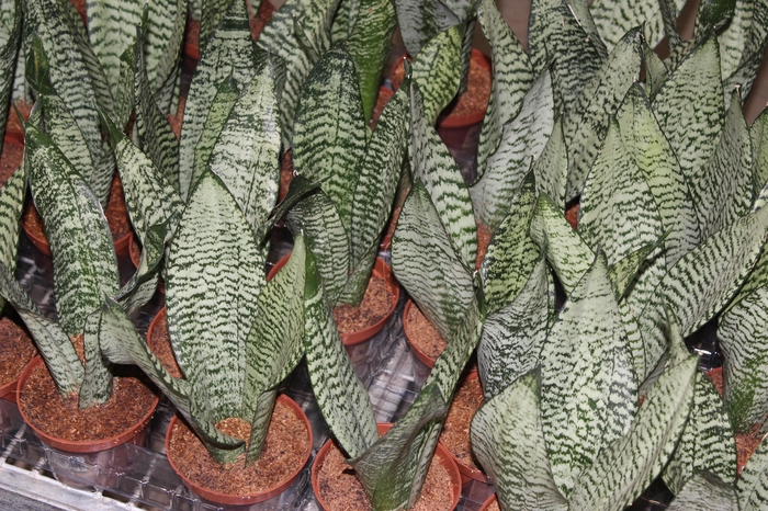 <h4>SANSEVIERIA FORMOSA P11</h4>