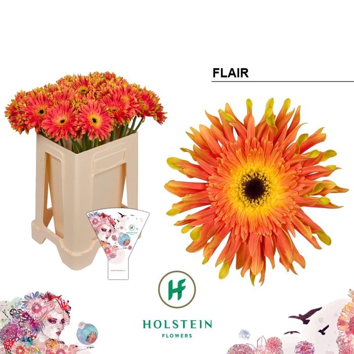 <h4>Gerbera Pasta Flair</h4>