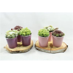 4120 SCHIJF met POTJES