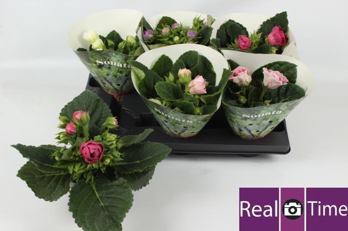 <h4>SINN SONATA GEM</h4>