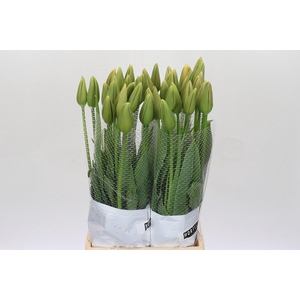 Tulipa (frans) En Menton