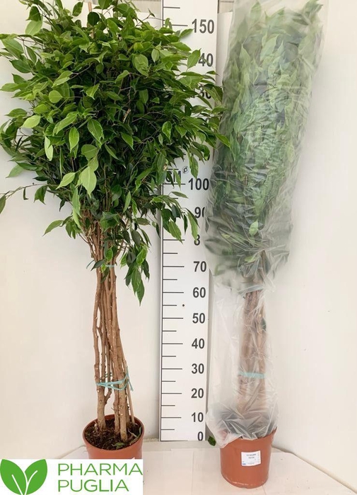 <h4>FIC BE DANIELLE</h4>