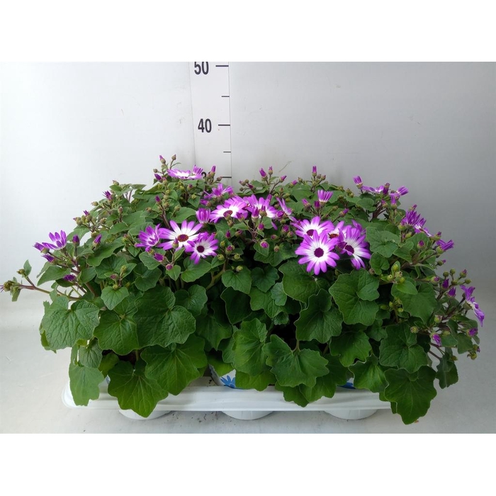 <h4>Pericallis cr. 'Senetti Magenta Bi'</h4>