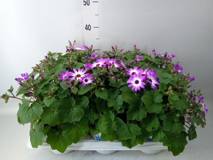 <h4>Pericallis cr. 'Senetti Magenta Bi'</h4>