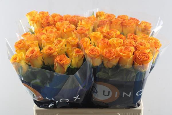 <h4>R Gr Trinidad L60</h4>