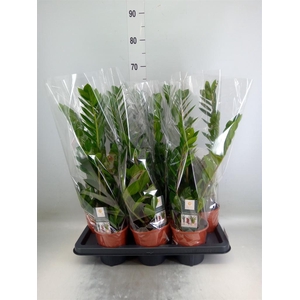 Zamioculcas zamiifolia