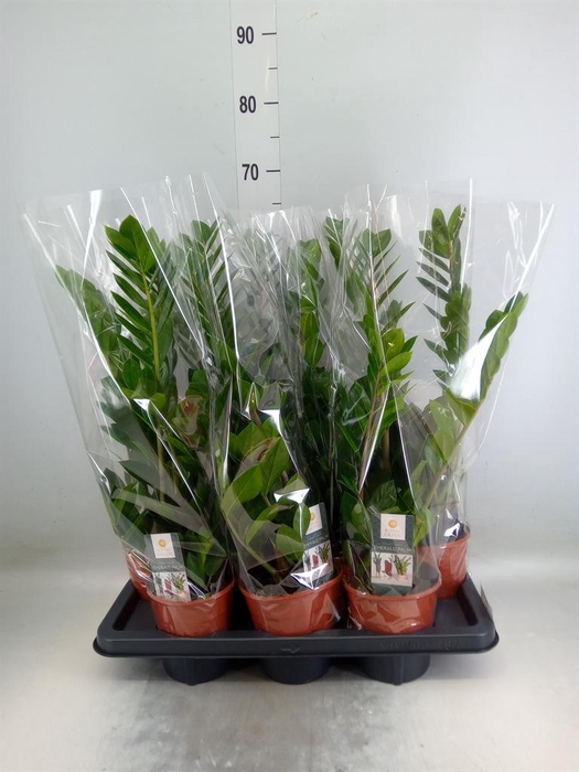 <h4>Zamioculcas zamiifolia</h4>