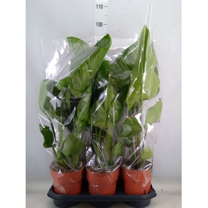 Strelitzia nicolai