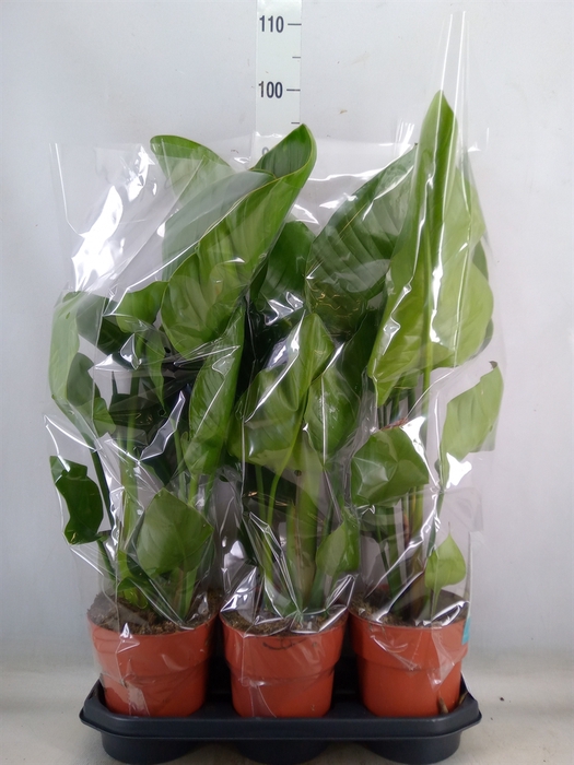 <h4>Strelitzia nicolai</h4>