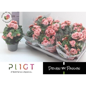 Begonia Elat. Borias