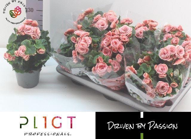 <h4>Begonia Elat. Borias</h4>