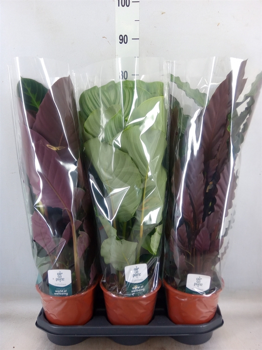 <h4>Calathea   ...mix</h4>