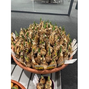 NARCISSUS INCOMPARABILIS