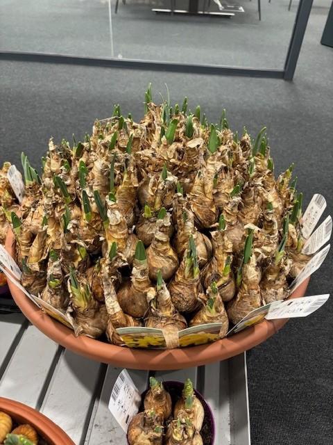 <h4>NARCISSUS INCOMPARABILIS</h4>