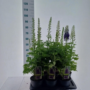 Delphinium