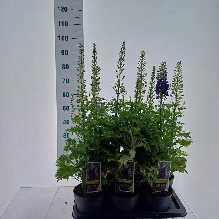 <h4>Delphinium</h4>