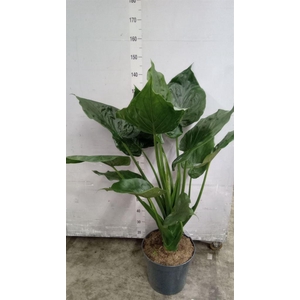 Alocasia cucullata