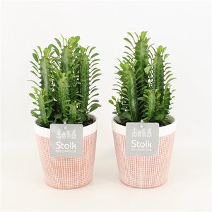 Euphorbia Trigona Groen in Terracotta Pot