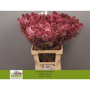 SYR HY MAIDENS BLUSH