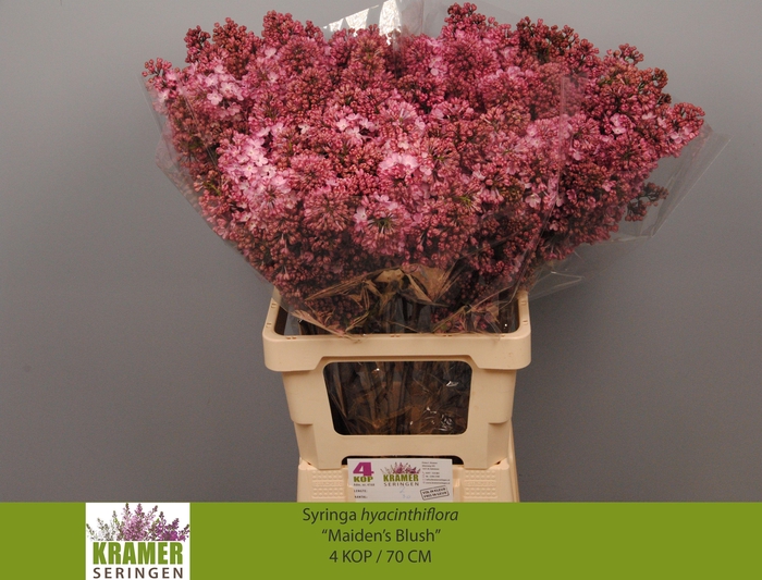 <h4>SYR HY MAIDENS BLUSH</h4>