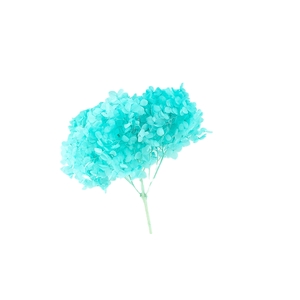 Dried Bleached Hydrangea Anna Tiffany Blue