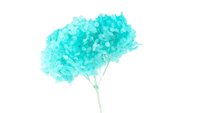 Dried Bleached Hydrangea Anna Tiffany Blue