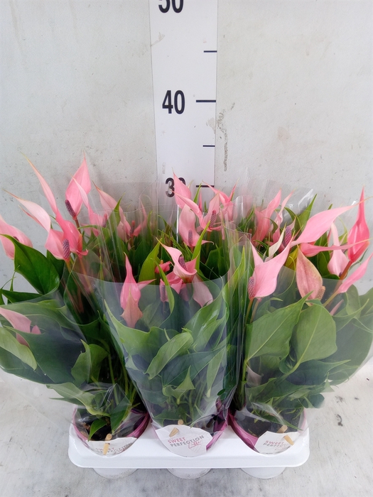 <h4>Anthurium andr. 'Lilli'</h4>