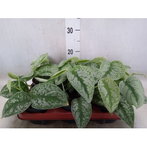 Scindapsus pictus 'Trebie'