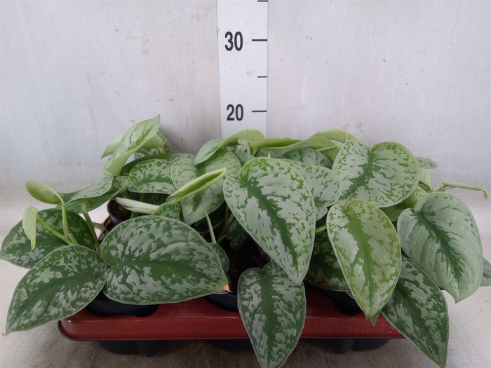 <h4>Scindapsus pictus 'Trebie'</h4>