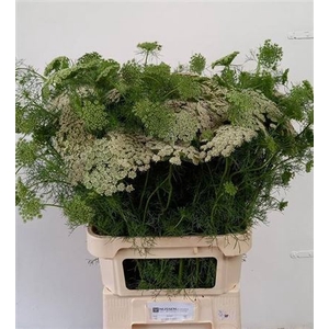 Ammi Vis Casablanca