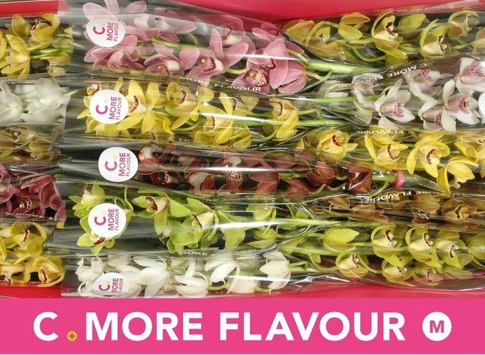 <h4>CYMB MI GEM</h4>