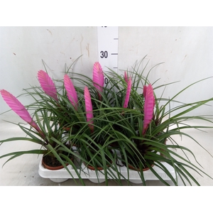 Tillandsia cyanea 'Vincent'
