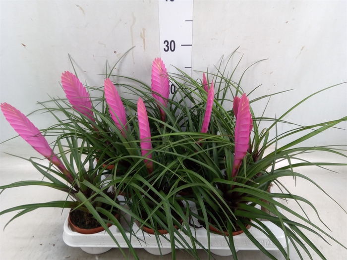 <h4>Tillandsia cyanea 'Vincent'</h4>