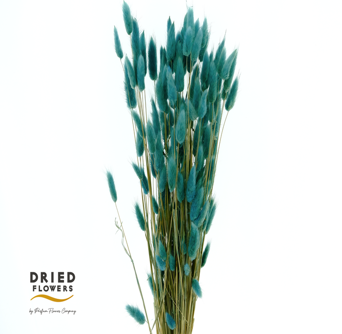 Dried Bleached Lagurus Dark Blue 100gr