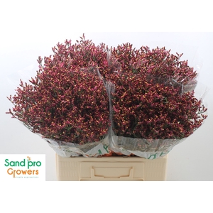 LIMONIUM SINENSE 'SCARLET DIAMOND'