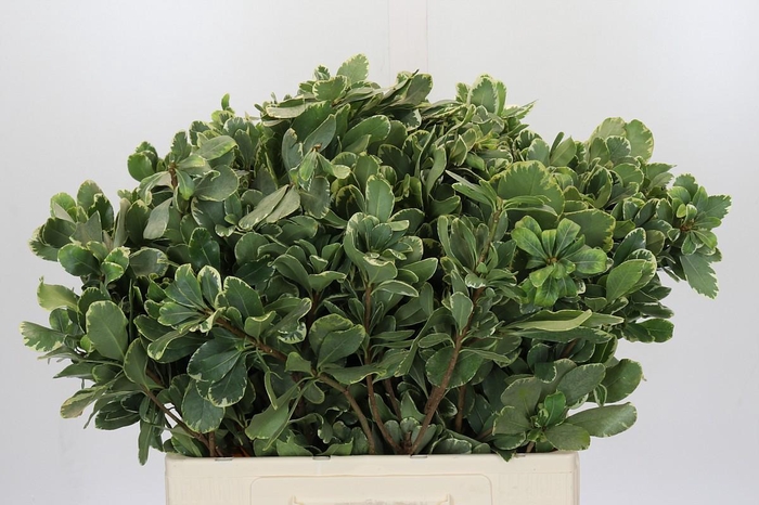 <h4>Pittosporum Ilan</h4>