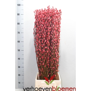 SALIX  SN FLA KLB H%