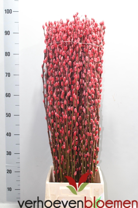 <h4>SALIX  SN FLA KLB H%</h4>