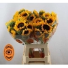 Helianthus Orange Fire