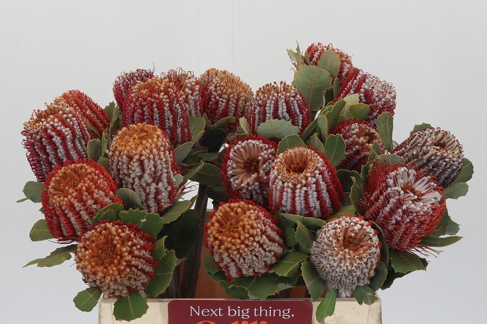 <h4>Banksia Coccinea</h4>