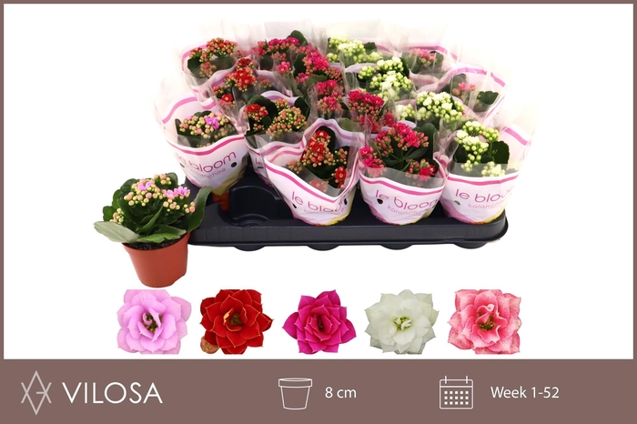 <h4>KAL GE GEM 5 KL</h4>