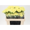 Di St Diletta Yellow