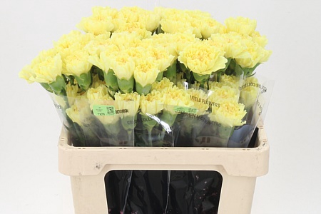 Di St Diletta Yellow