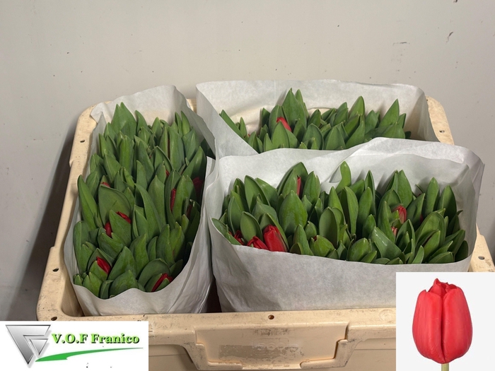 <h4>TU EN ESCAPE</h4>