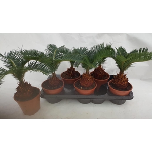 CYCAS REVOLUTA