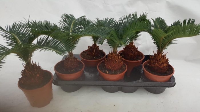 <h4>CYCAS REVOLUTA</h4>