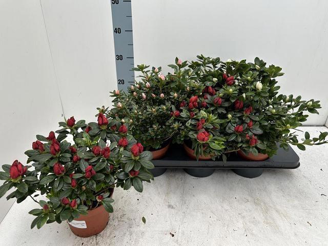 <h4>RHODO SI VOGEL GEM</h4>