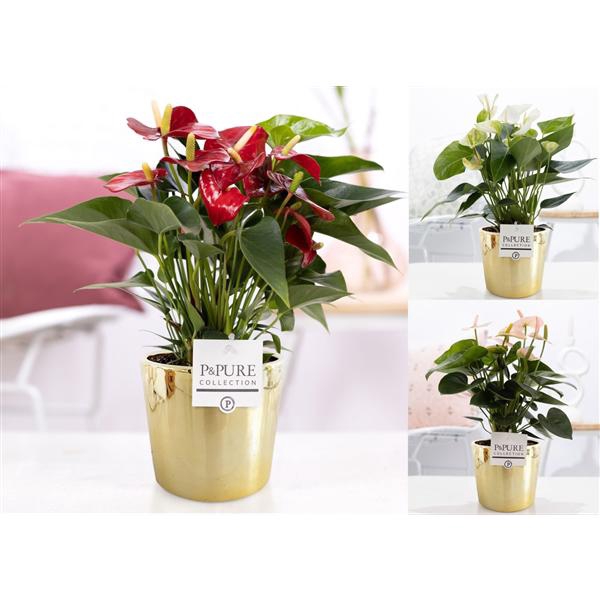 <h4>Anthurium mix in P&PURE Laryssa ceramics shiny gold</h4>
