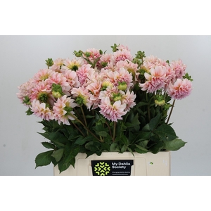 Dahlia Peaches